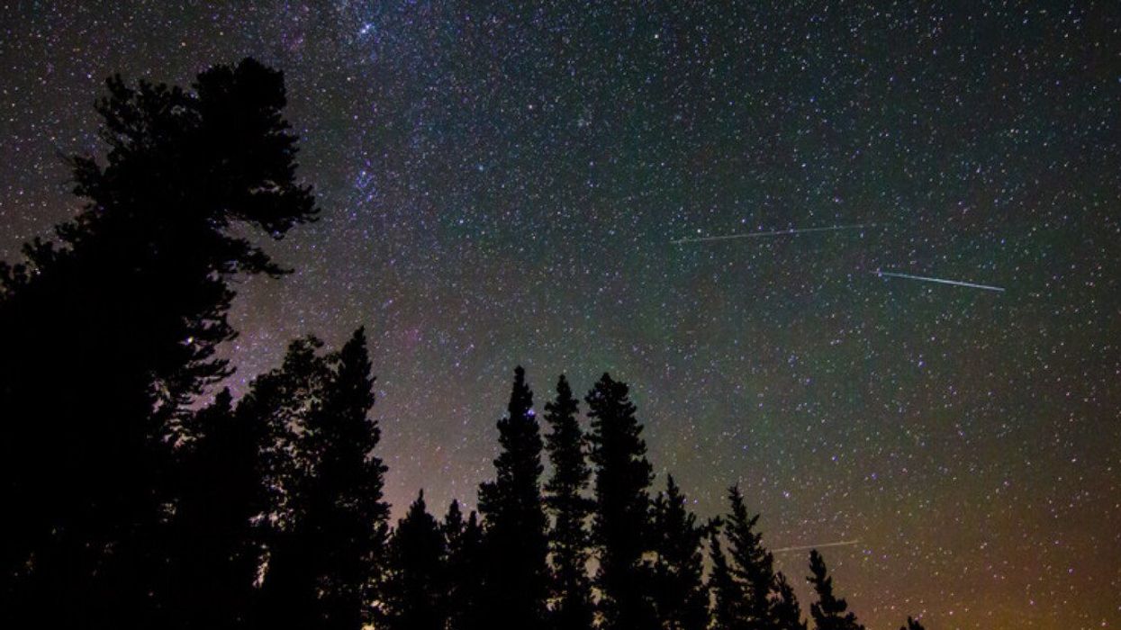 The Perseid meteor shower over trees.