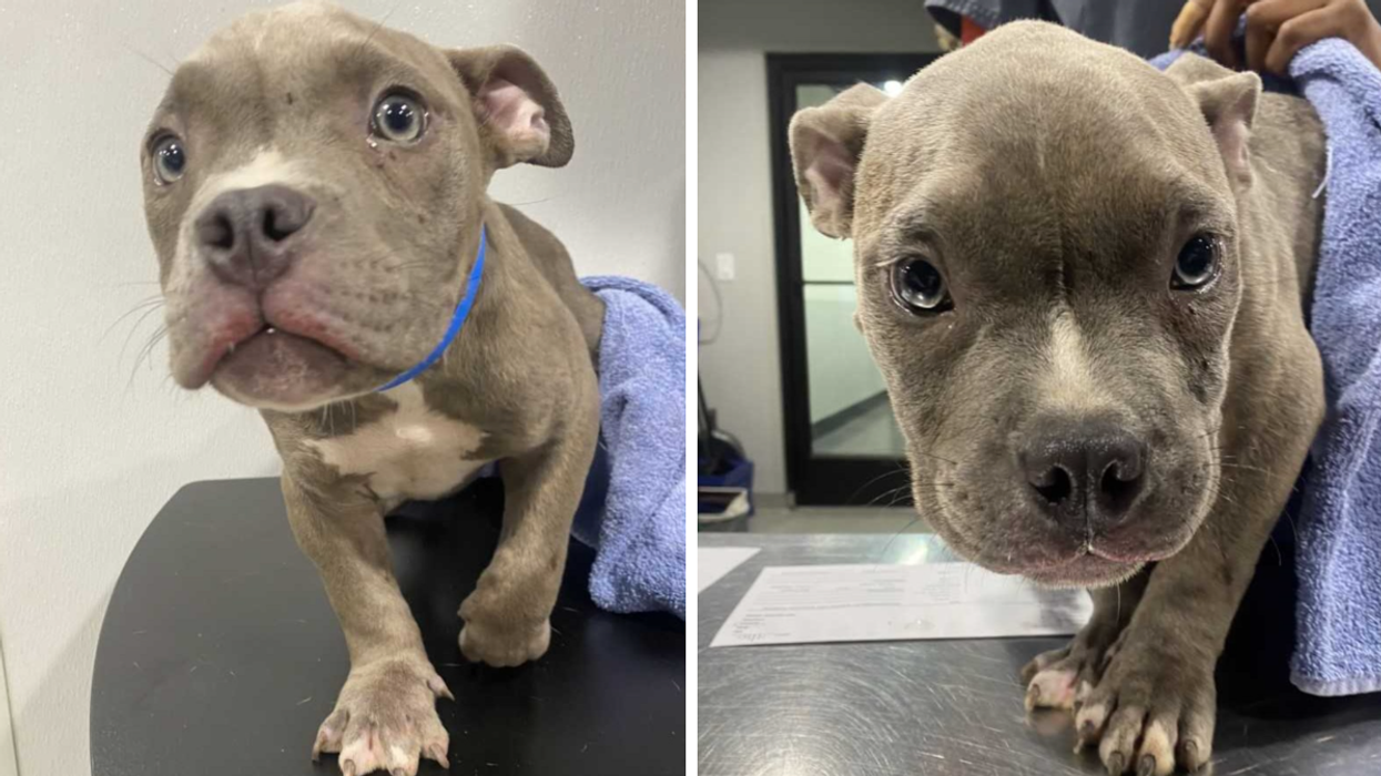 The puppy who was flung. Right: The puppy with a towel around him.