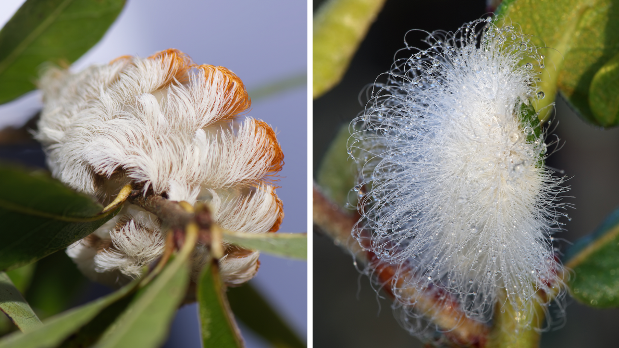 The puss caterpillar on a branch. Right: The puss caterpillar on a branch.