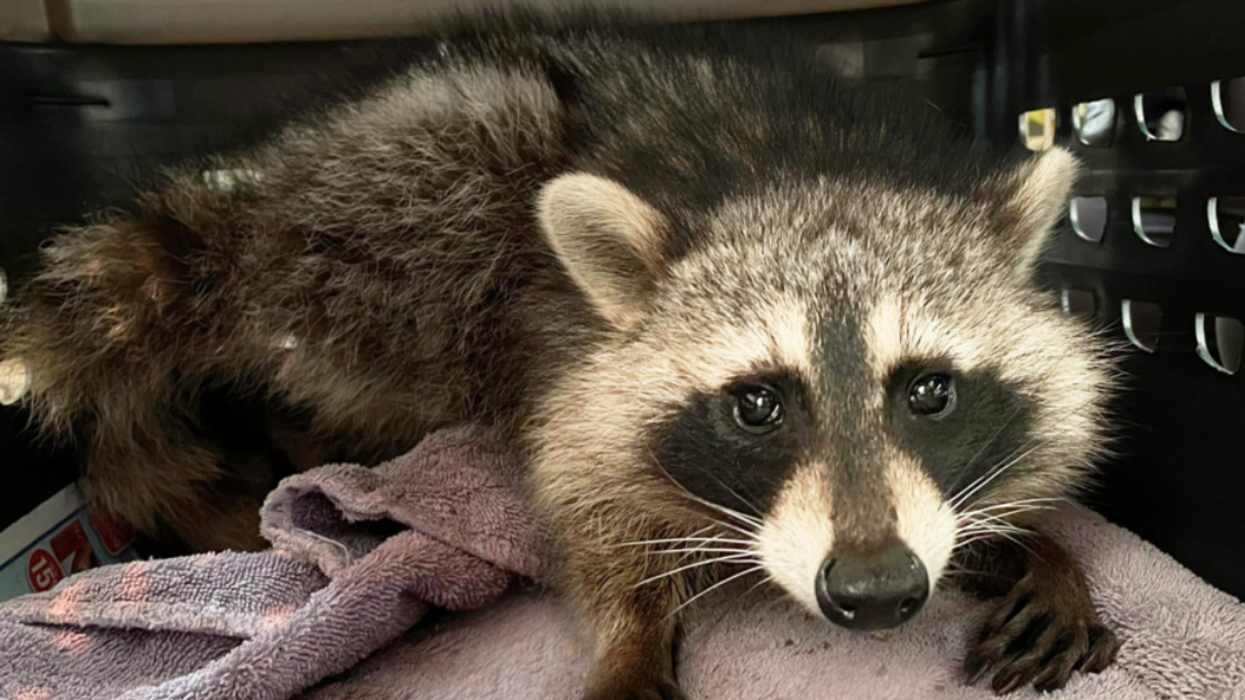 The raccoon who was poisoned by bread placed in a live trap.