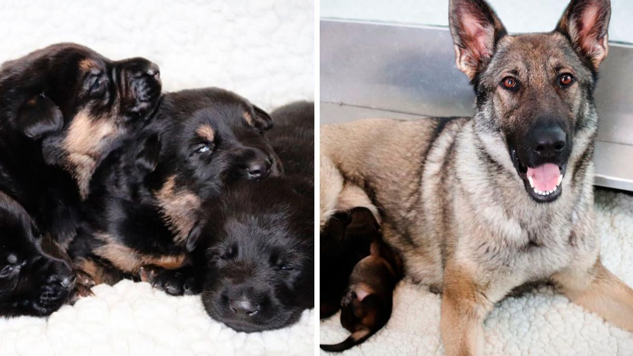 The RCMP Just Got 13 Adorable New Recruits & They Need Help Naming Them (PHOTOS)