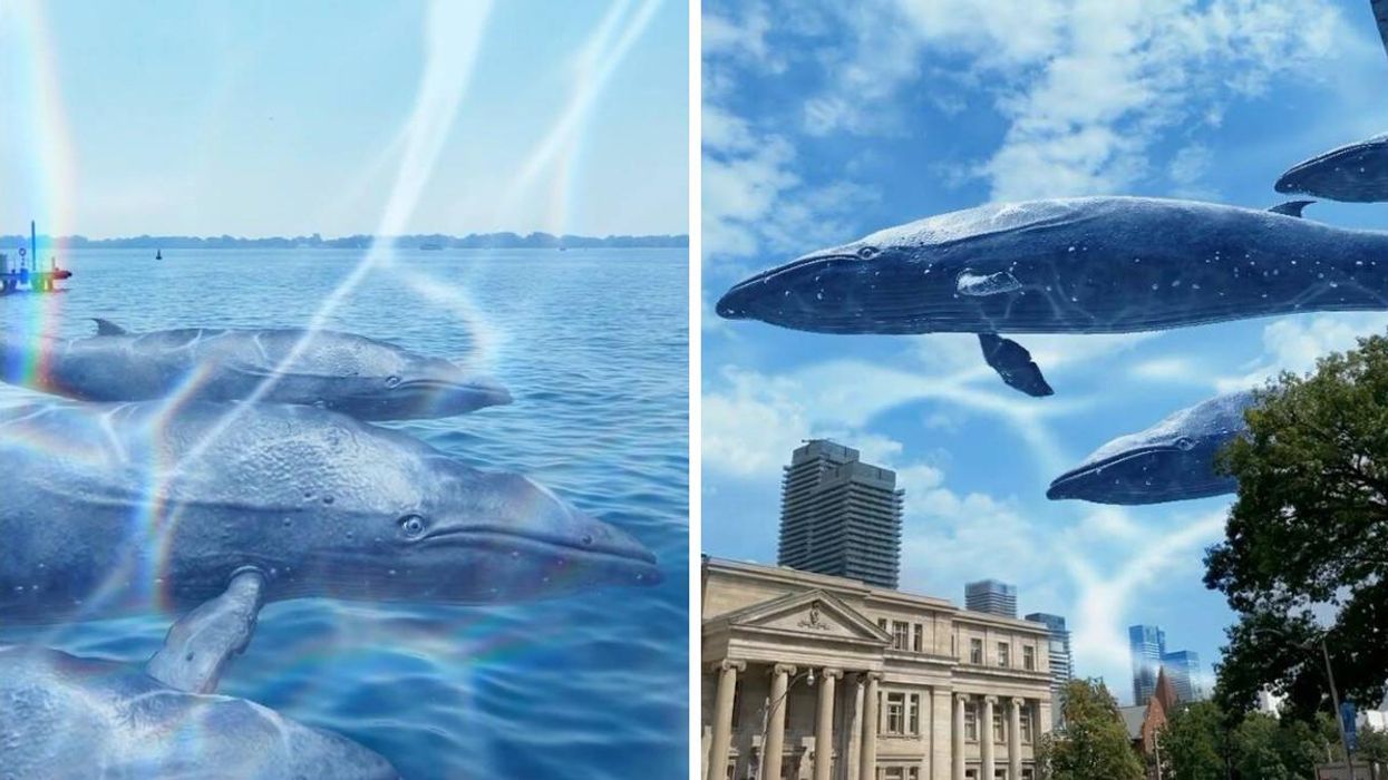 The ROM Has Virtual Whales In Toronto & You Can Snap A Selfie With Them