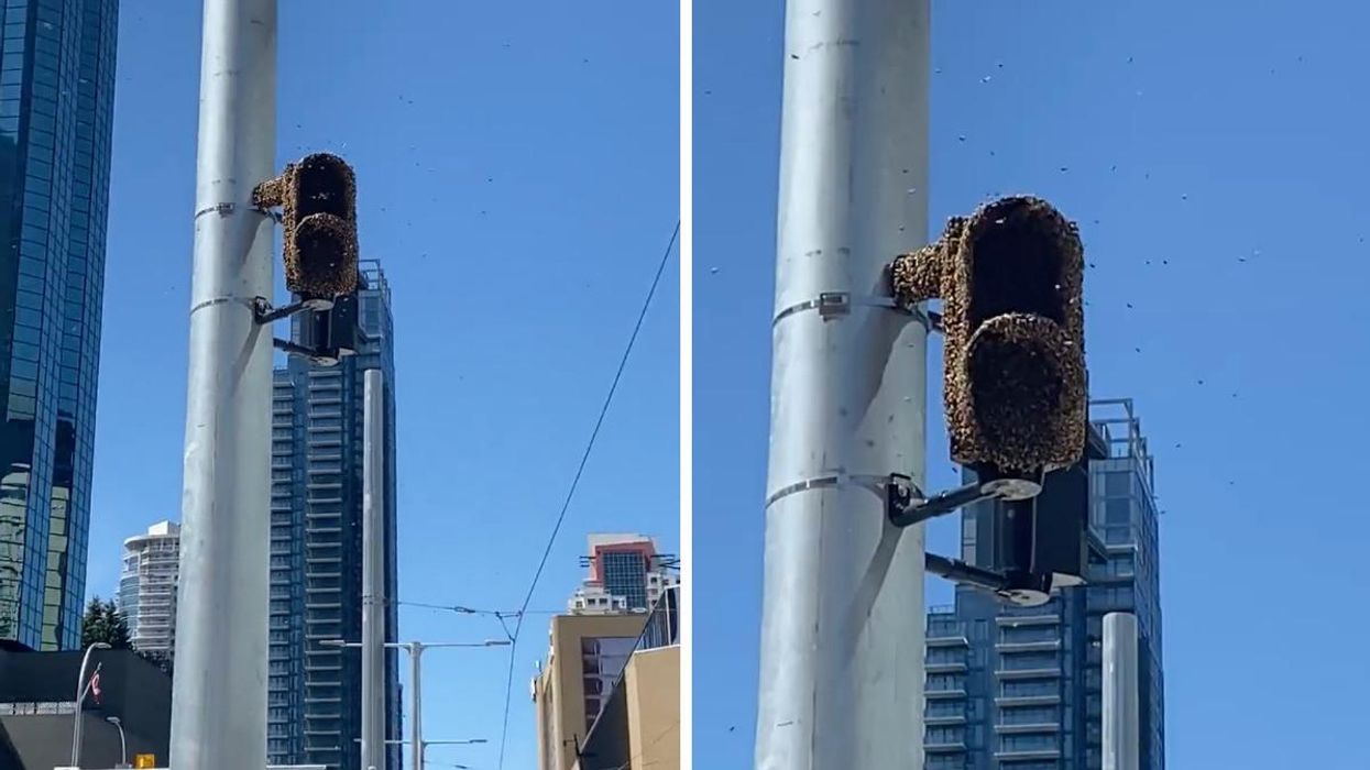The signal light covered with bees in Edmonton.