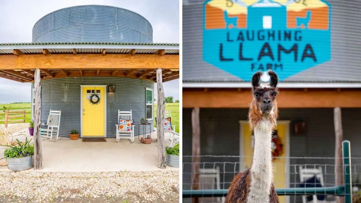 The silo building. Right: One of the llamas on the property.