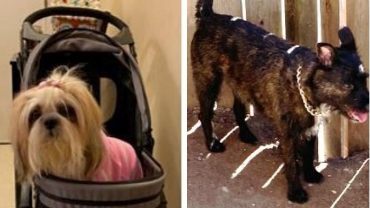The stolen dogs, Mari and Yurield.