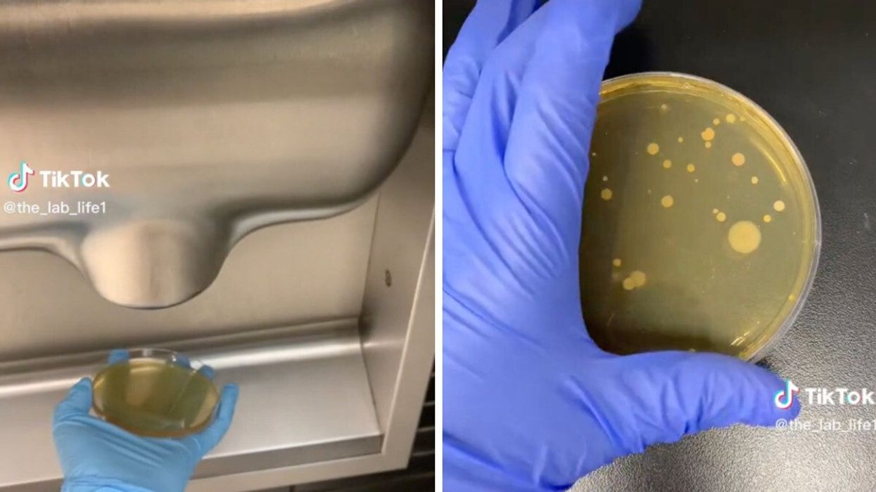 The TikToker testing hand dryers in public washrooms for bacteria.