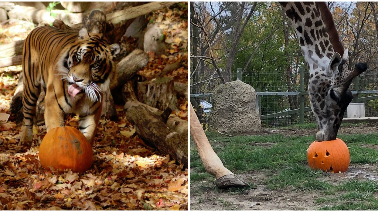 The Toronto Zoo Is Letting Their Animals Celebrate Halloween Without Humans