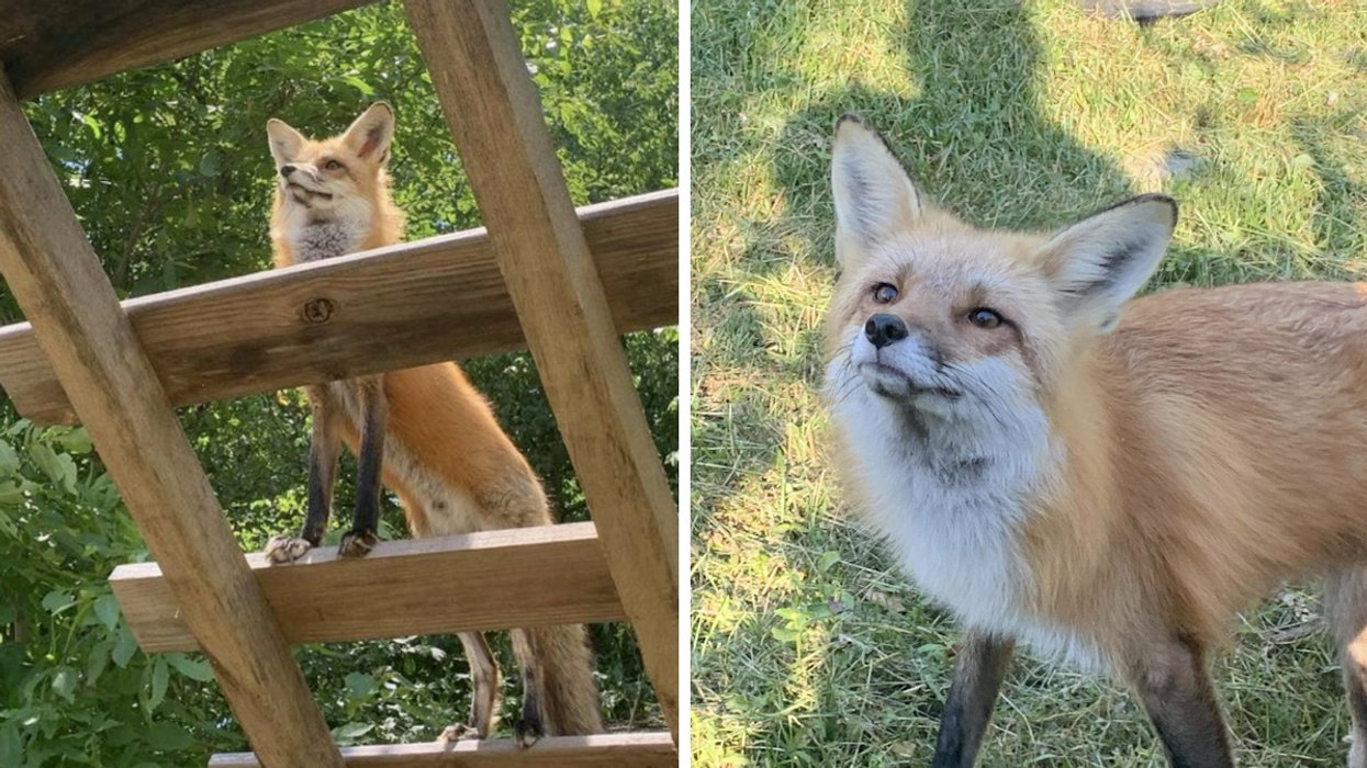 The Toronto Zoo Is Looking For A Young Red Fox Who 'Dug A Deep Hole' To Escape Last Month