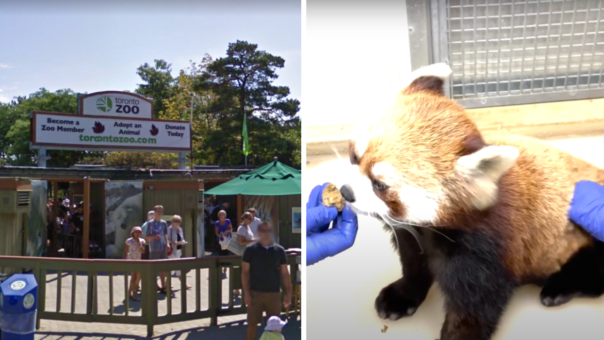 The Toronto Zoo. Right: A red panda getting its COVID-19 vaccine dose.