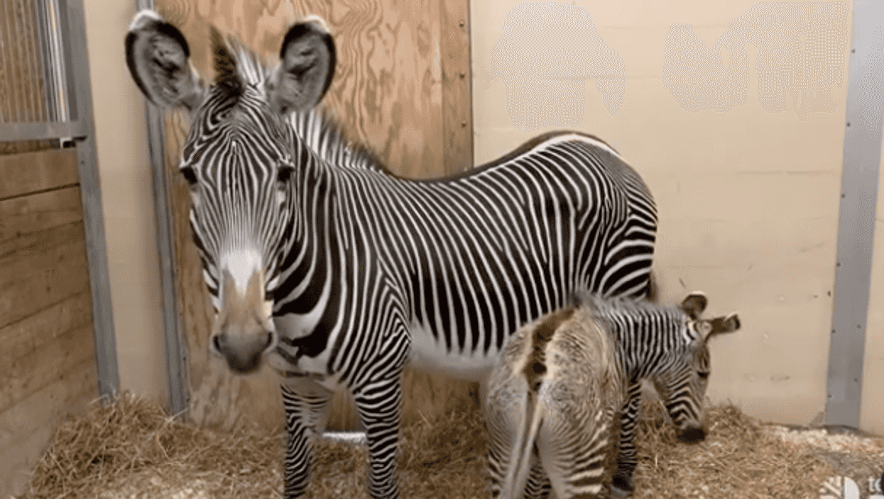 The Toronto Zoo's Baby Zebra Was Born Today & His First Steps Will Warm Your Heart (VIDEO)