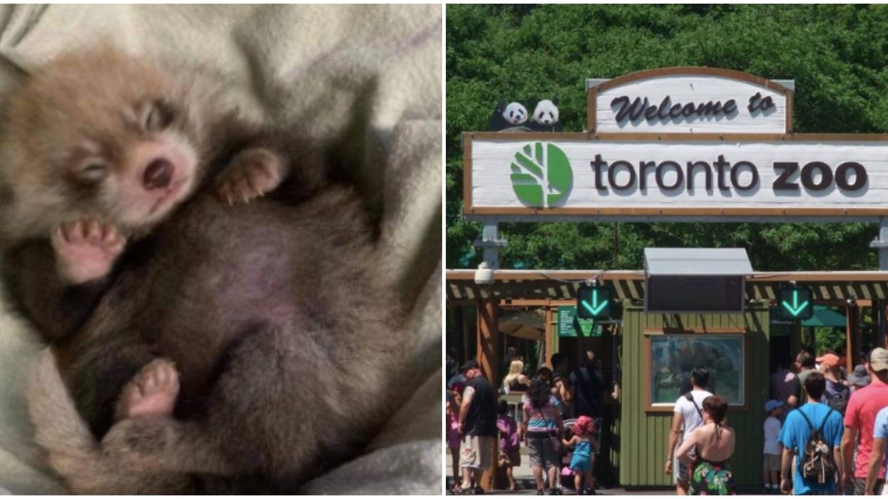 The Toronto Zoo's Red Panda Is 30 Days Old & The Cutest Thing You've Ever Seen