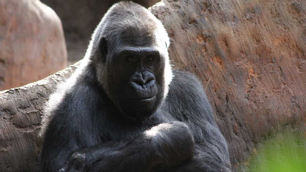 The Toronto Zoo