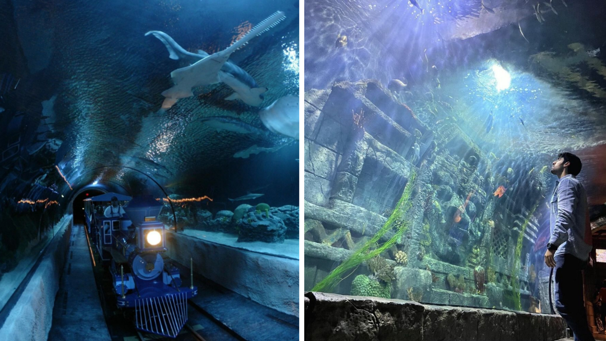 The train during the Shark Voyage at Downtown Aquarium in Houston, TX. Right: A man looking at a tank at Downtown Aquarium in Houston, TX.