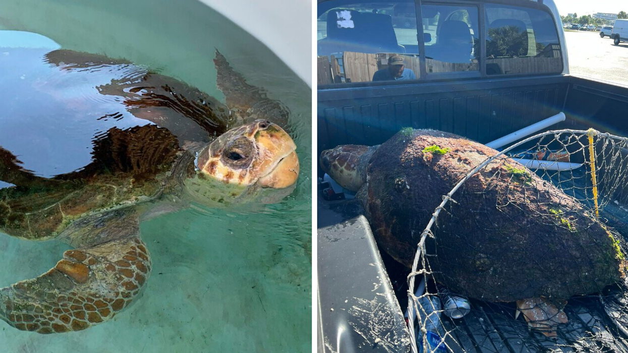 The turtle being nursed back to health. Right: The turtle after she was rescued.