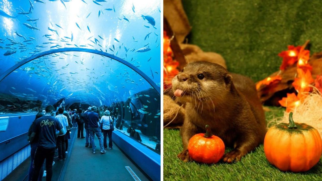 The underwater tunnel at Georgia Aquarium's Ocean Voyager Exhibit. Right: An otter hugging a pumpkin.