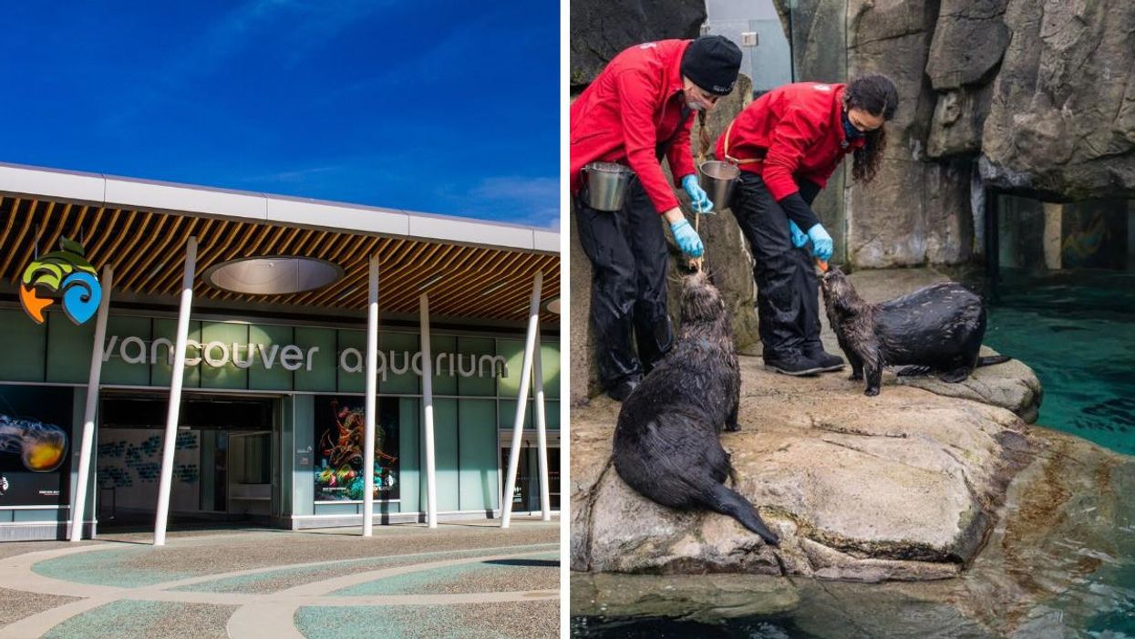 The Vancouver Aquarium Is Hiring & These Baby Seals Could Be Your Co-Workers