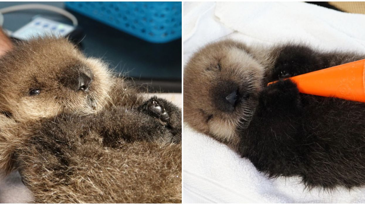 The Vancouver Aquarium Just Rescued An Orphaned Otter Baby & We're Screaming (PHOTOS)