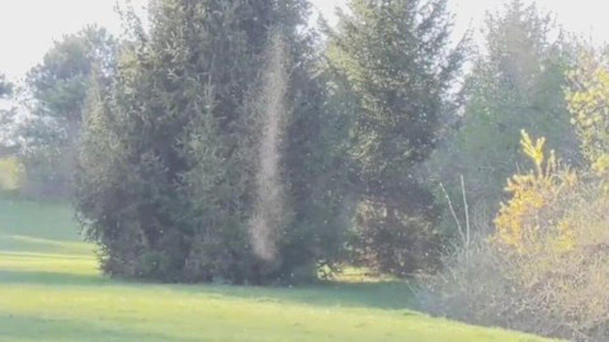 Bug Tornadoes Have Been Spotted In Ontario & They Look Like Part Of A Horror Movie (VIDEO)