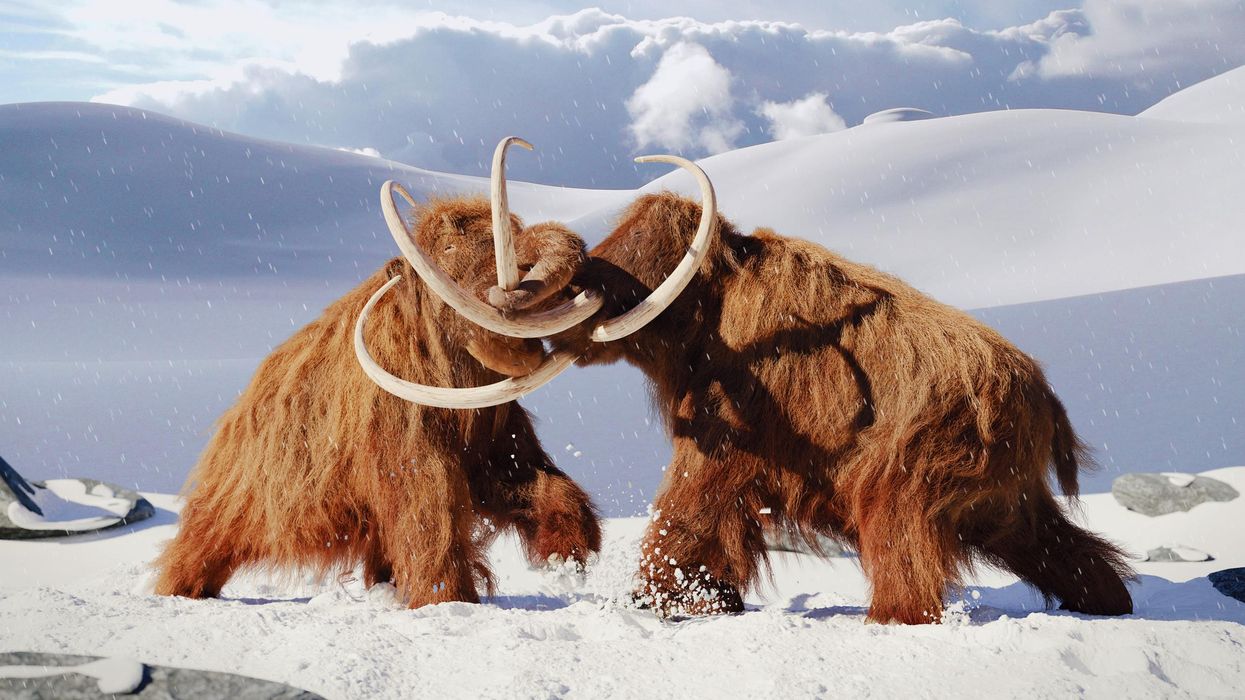 The Woolly Mammoth Could Be Making A Comeback On Earth & Start Roaming The Arctic Again
