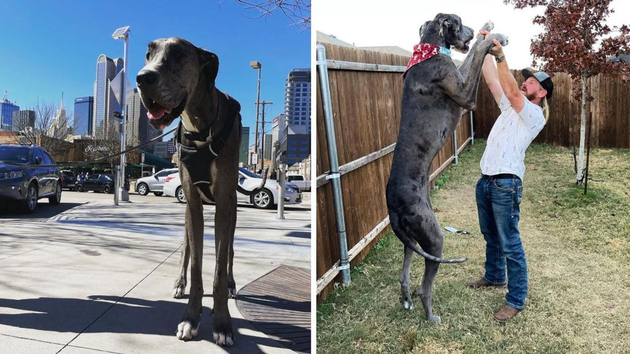 The world's tallest dog posing in front of the Dallas skyline. Right: Zeus standing on his hind legs, taller than a man.