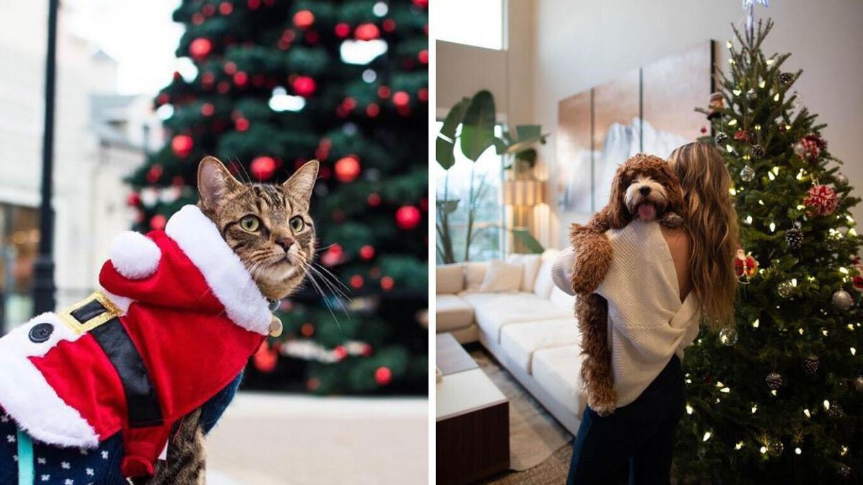 These 12 Holiday Gifts Are Perfect For Any Pet Parent's Furbaby & They're All Under $50