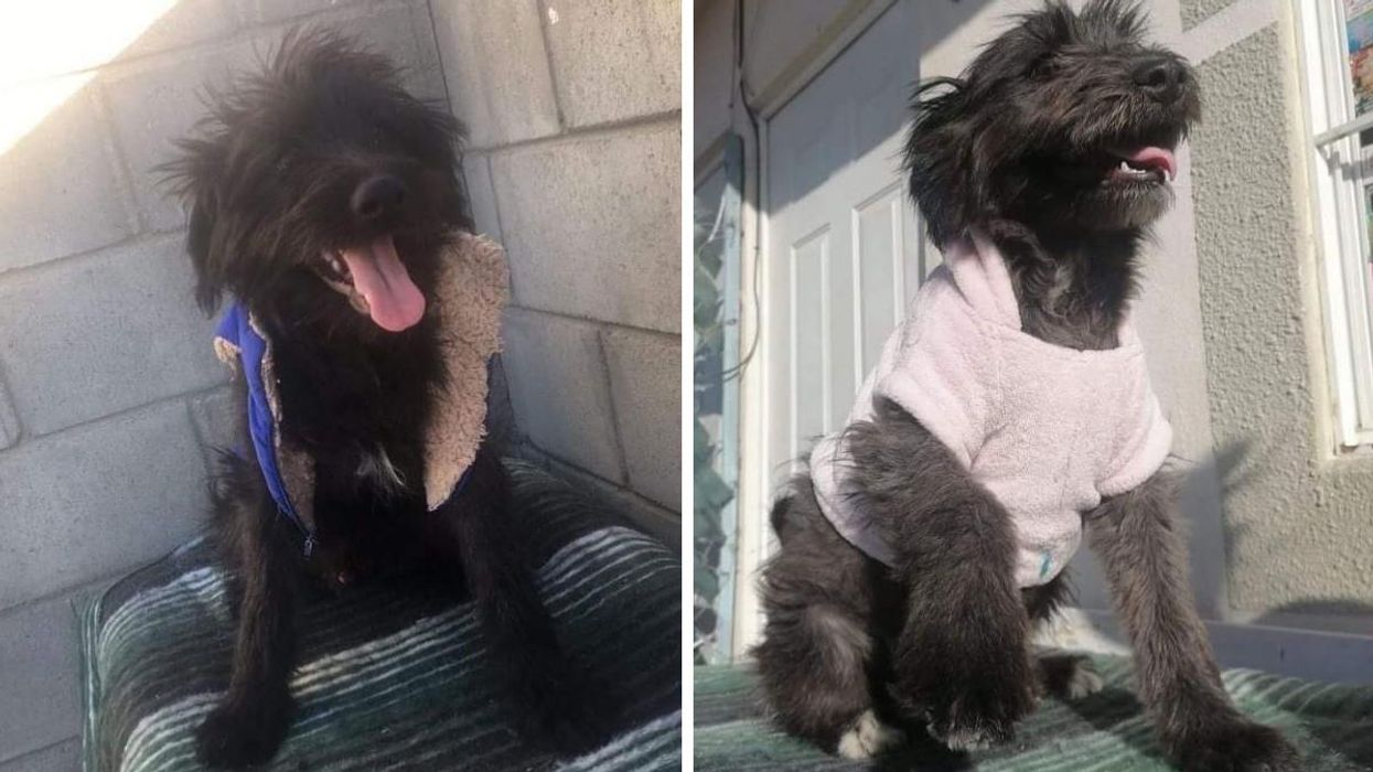 These Adorable Dogs Are Up For Adoption In BC & They're Named After 'Shrek' Characters