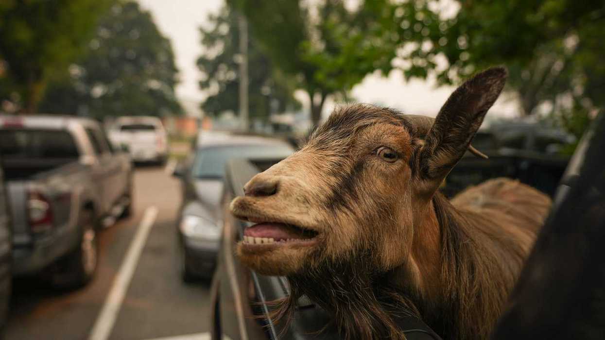 These are the animal evacuees from B.C. wildfire