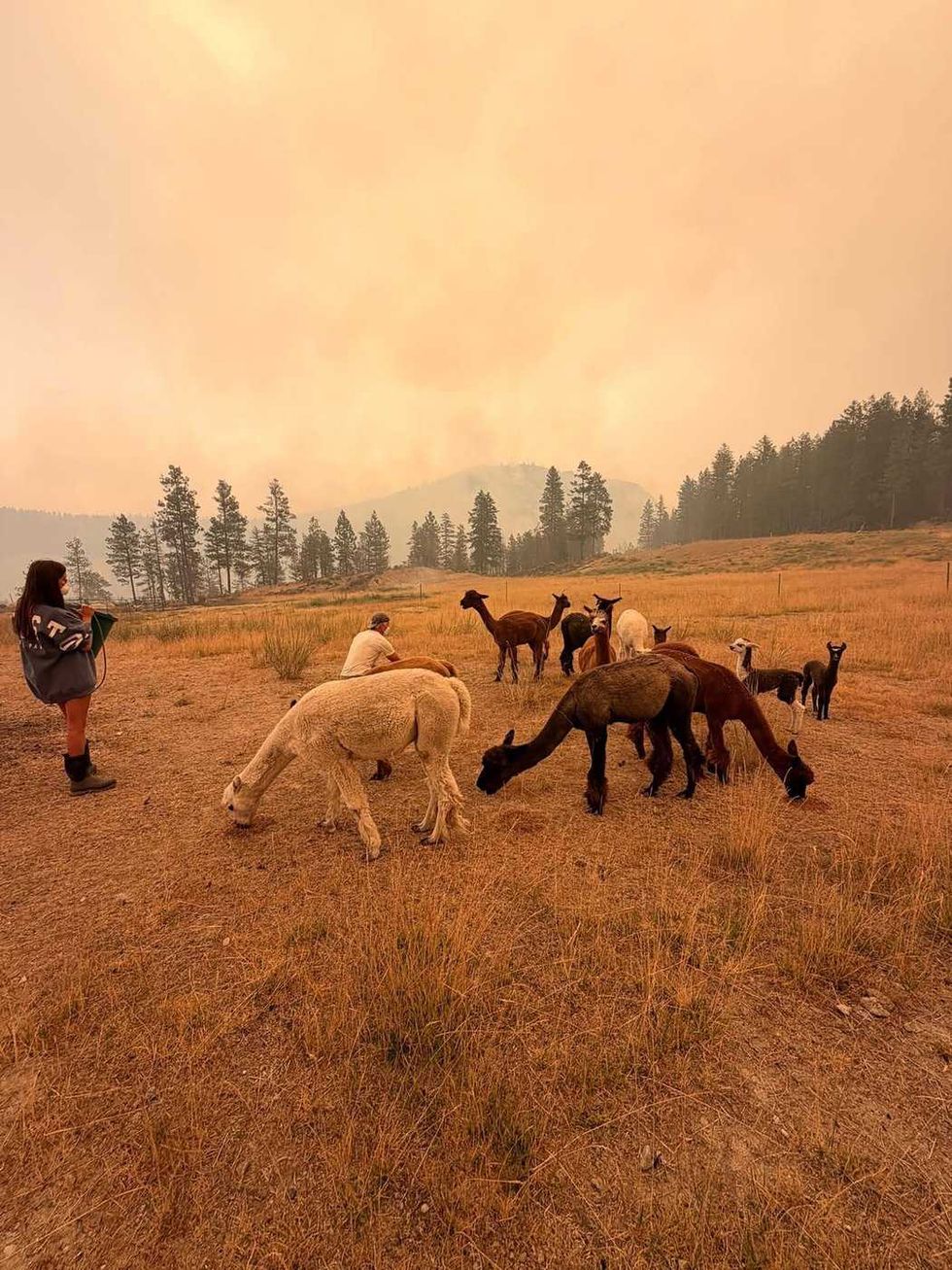 These are the animal evacuees from B.C. wildfire