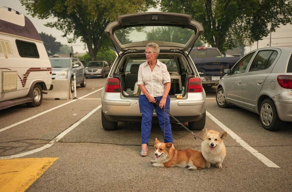 These are the animal evacuees from B.C. wildfire