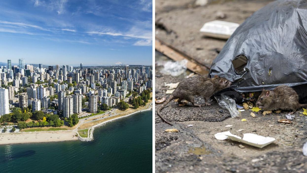 These Cities In BC Get The Most Rats & They're Trying To Get Inside Your Home