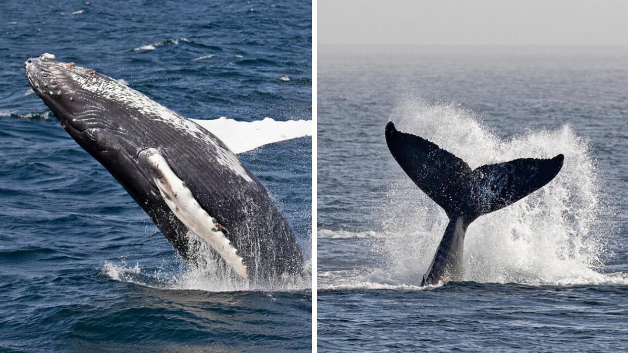 These Photos Of Baby Humpback Whales Off The BC Coast Are A Rare Insight Into Their Lives