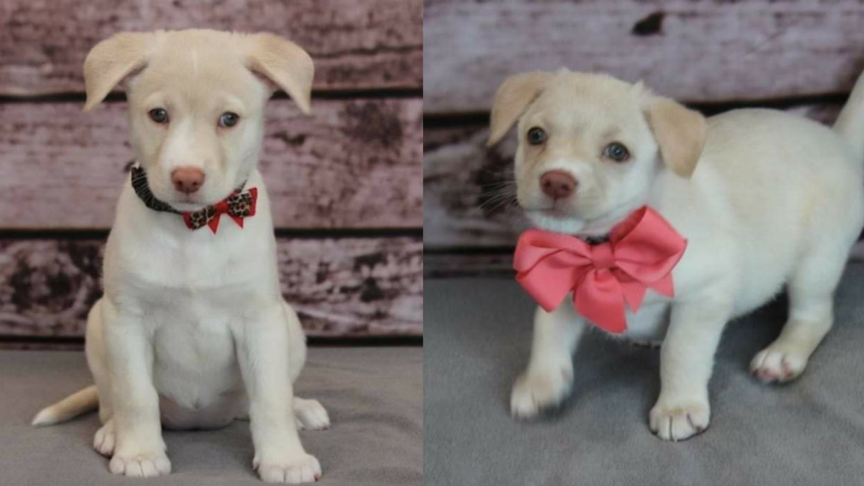 These Puppies For Adoption Near Toronto Are Both Adorable & Stylish