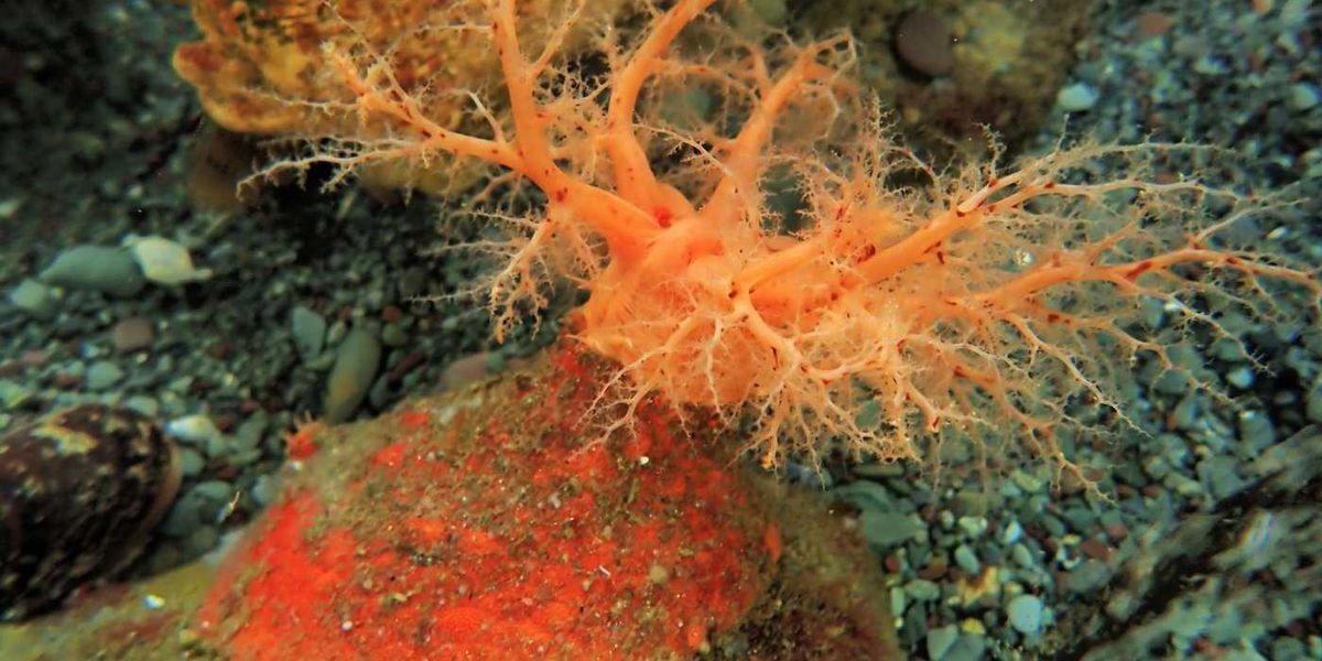 These sea cucumbers seem to have ‘zombie’ flesh that doesn’t die when lopped off These sea cucumbers seem to have ‘zombie’ flesh that doesn’t die when lopped off