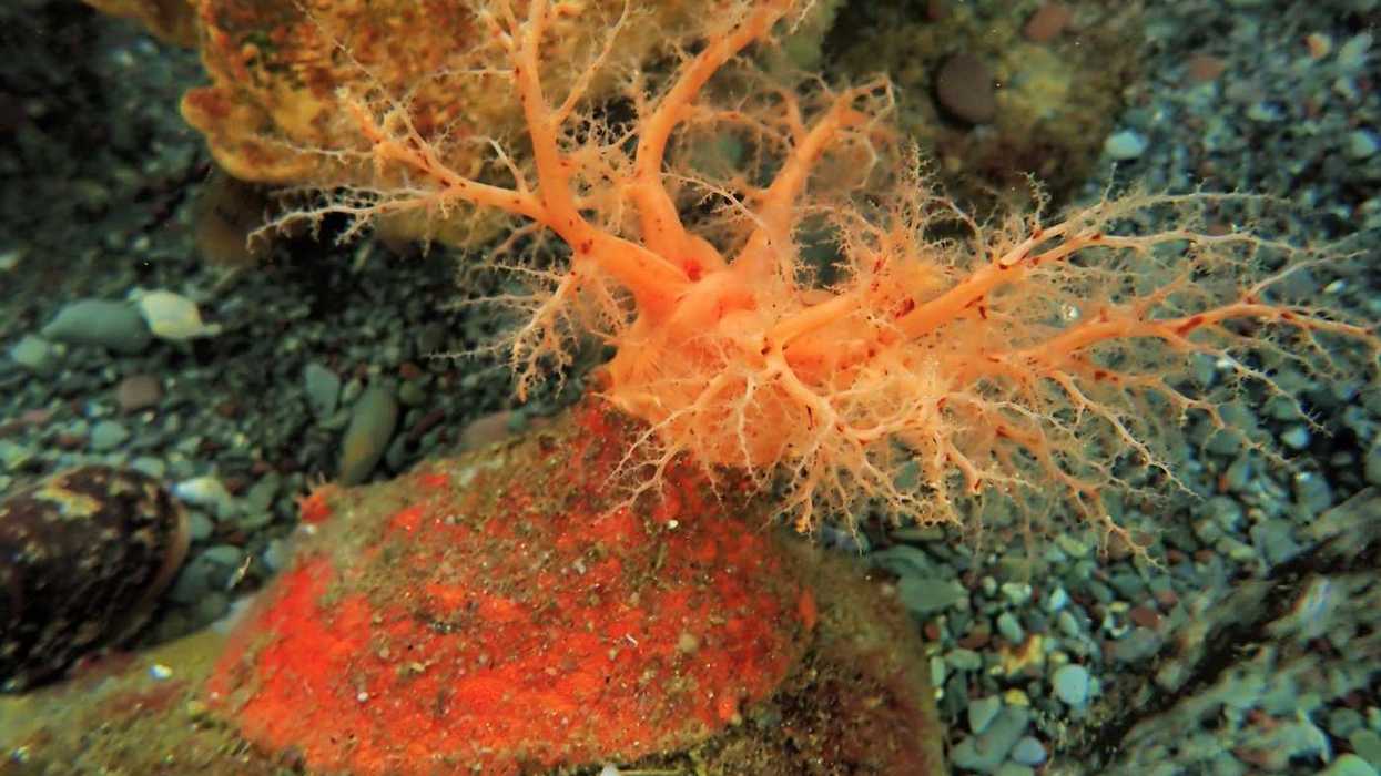 These sea cucumbers seem to have 'zombie' flesh
