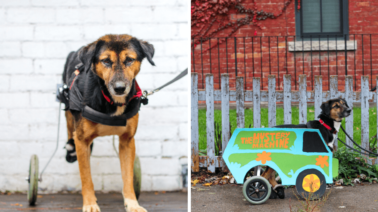This Adorable Disabled Toronto Dog Is Looking For A Home But No One Wants Him