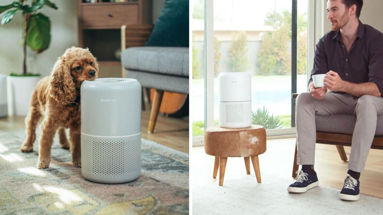 This Air Purifier From Amazon Canada Will Suck All The Gross Stuff From Your Space