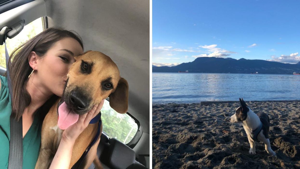 This Animal Care Expert Has Helpful Tips For Travelling With Your Pet