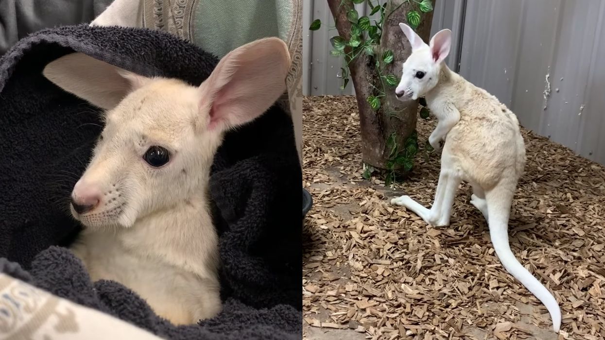 This Baby Kangaroo Was Just Born In NY & There's Something Super Rare About Him (VIDEO)