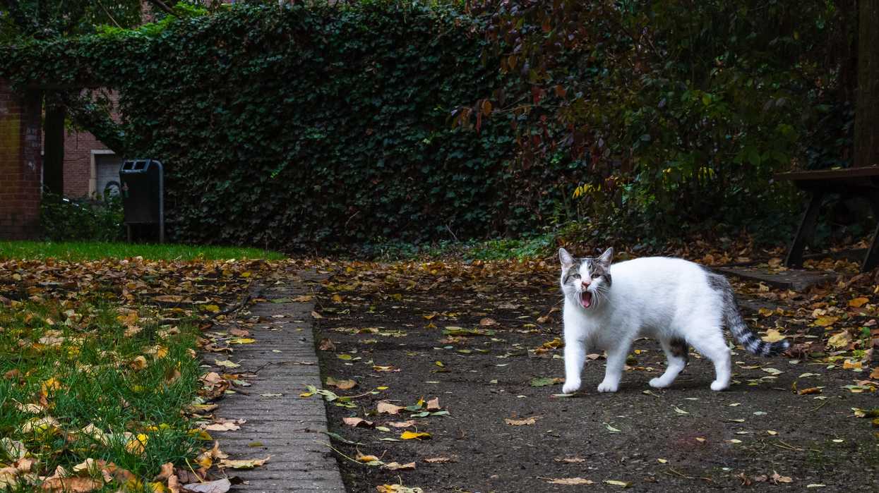 This BC Town Passed A Bylaw Banning Pet Cats From Roaming Into Neighbouring Properties