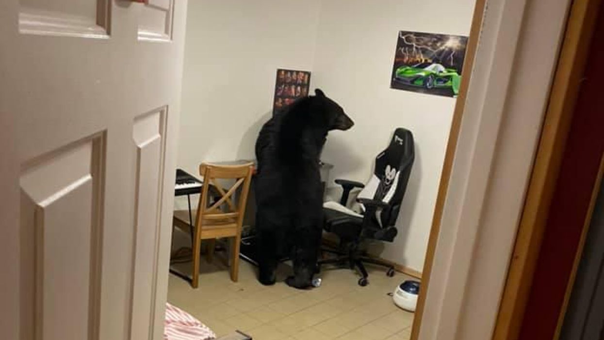 This Bear Straight-Up Wandered Into An Alberta Home & It Was Quite The Ordeal To Get It Out