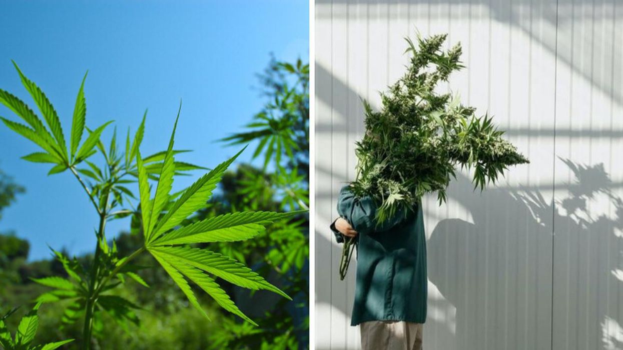 This Cannabis Farm In BC Is Hiring & These 7 Jobs Don't Even Require A Degree
