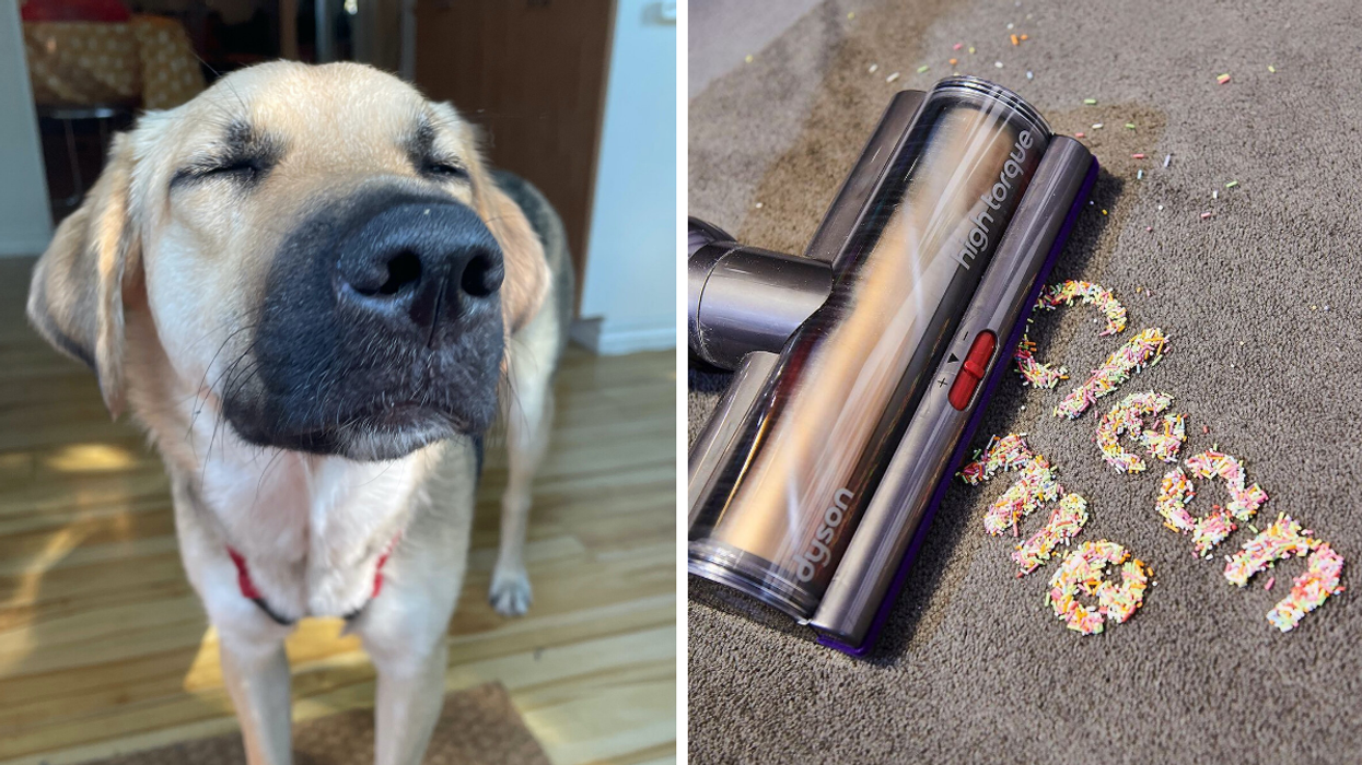 This Dyson Pet Vacuum Is Perfect For Homes With Fur Babies & You Can Get A $150 Discount RN