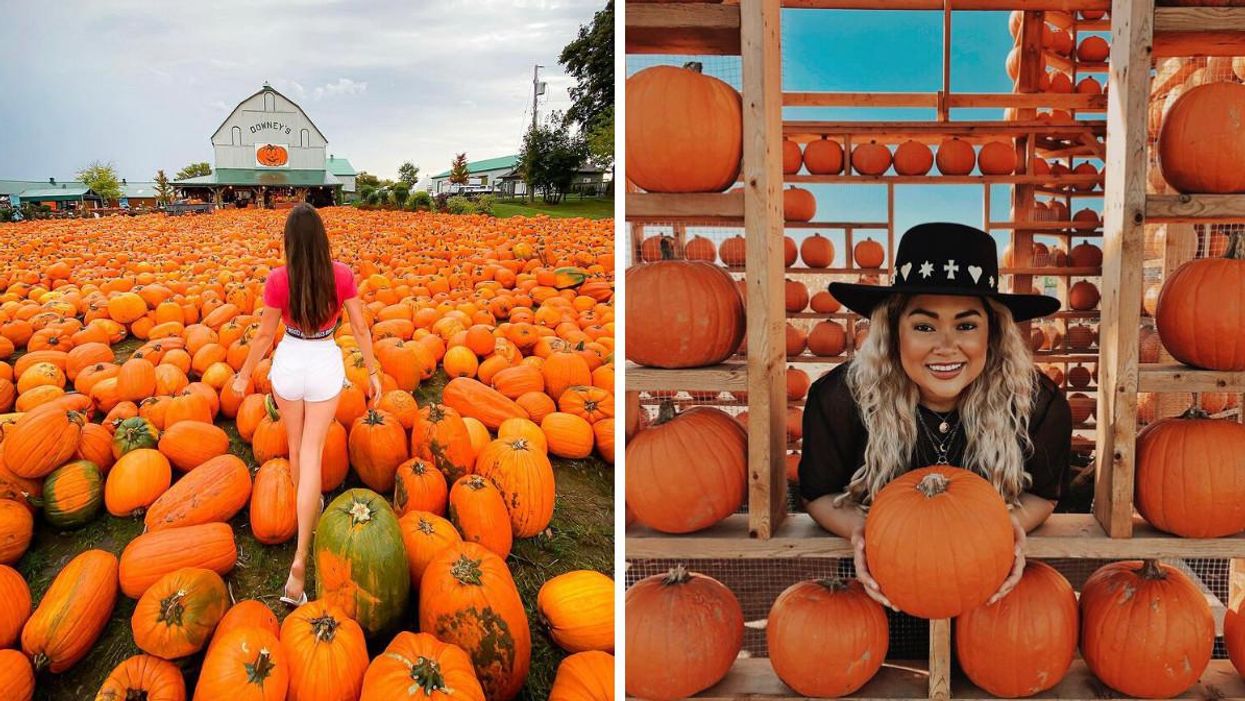 This Farm Near Toronto Is Having A Giant Pumpkinfest With Over 10,000 Orange Gourds