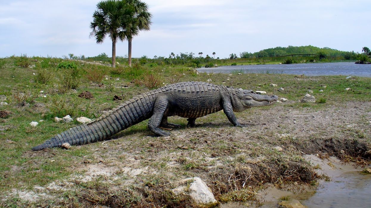 This Florida Alligator Is Straight Up Dino-Sized & Looks Like It Stomped Straight Out Of Jurassic Park (VIDEO)
