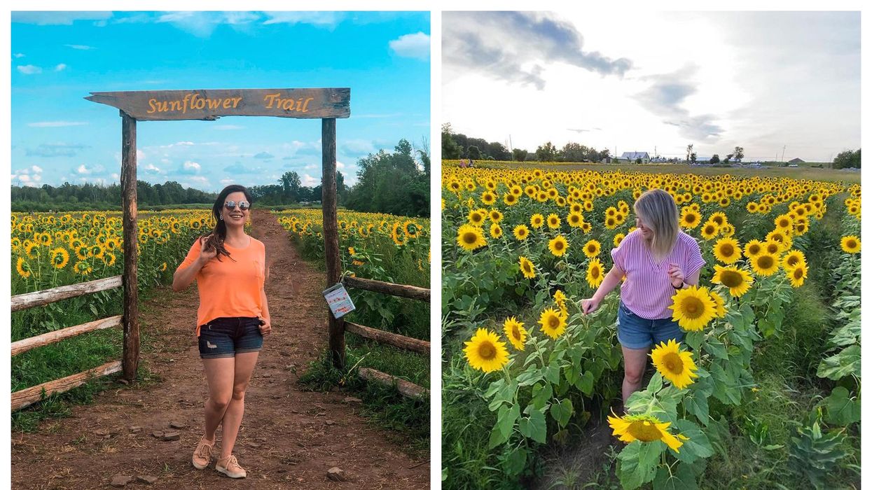 This Hidden Sunflower Field In Ottawa Is Bigger Than Ever