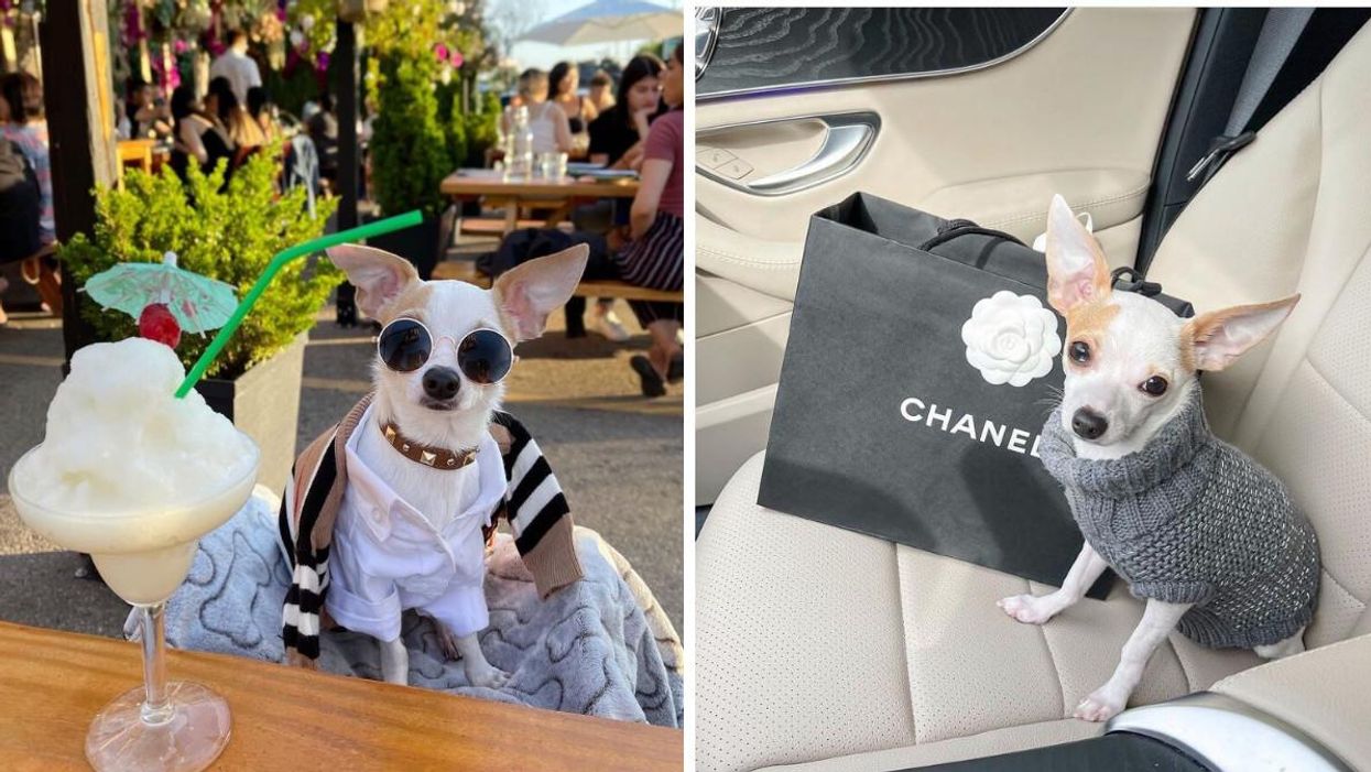 This Ontario Dog Has A Thousand Dollar Wardrobe & Is So Fashionable