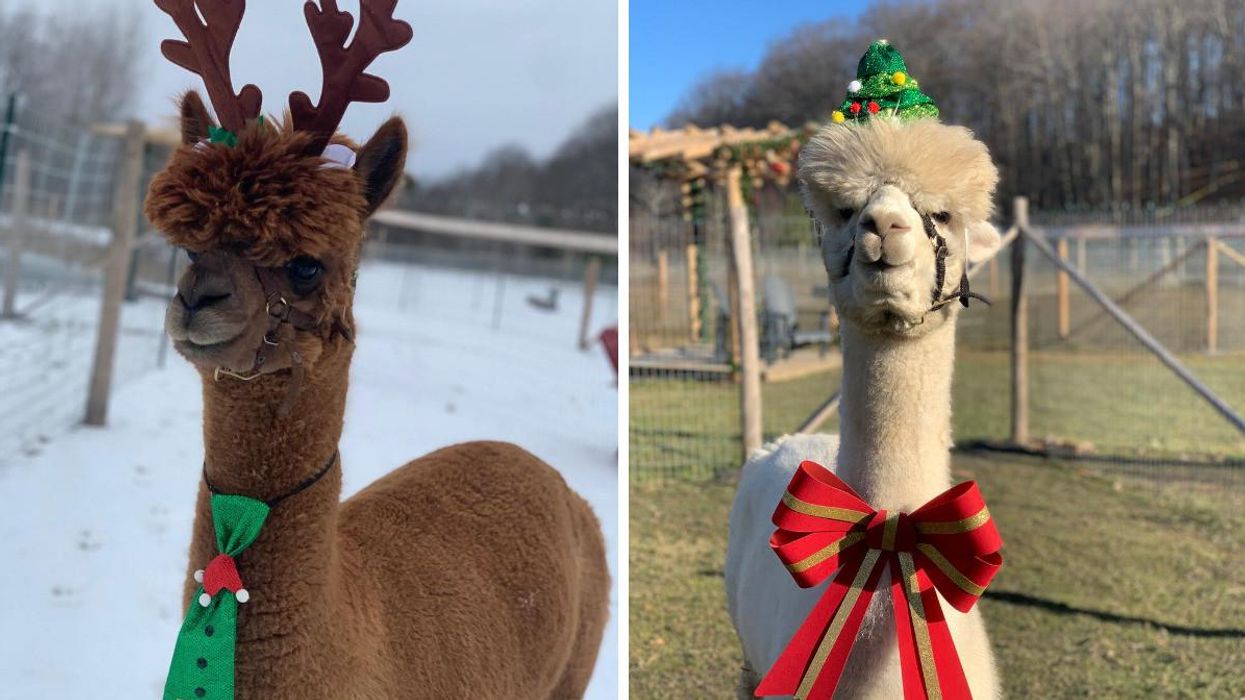 This Ontario Farm Takes You To A Christmas Village & You Can Hang Out With Festive Alpacas