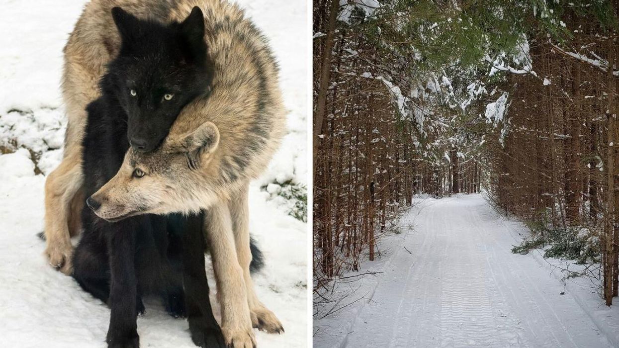 This Ontario New Year's Event Lets You Explore A Snowy Forest & 'Howl In 2022' With Wolves