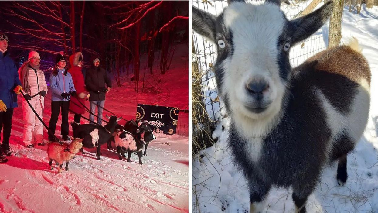 This Ontario Trail Has 'Goat Walks' & You Can Take A Cute Critter Through A Glowing Forest