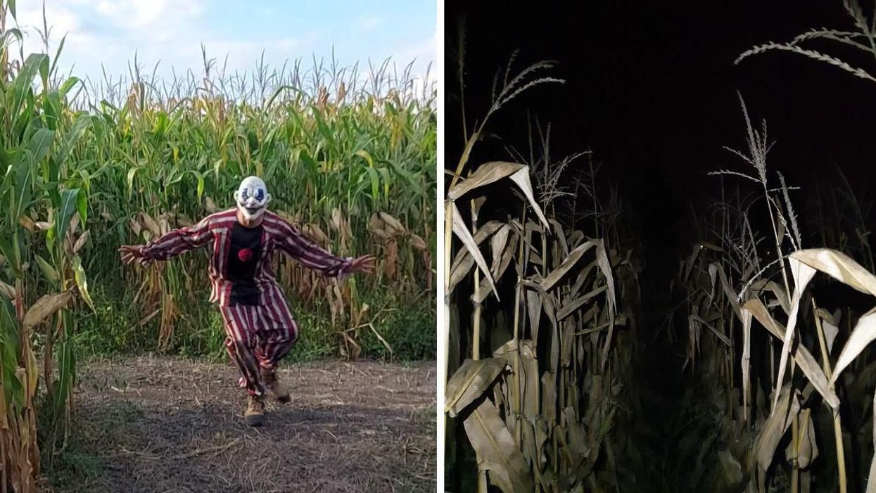 This Pitch-Black Corn Maze Is Less Than 2 Hours From Ottawa So Pack Your Flashlight